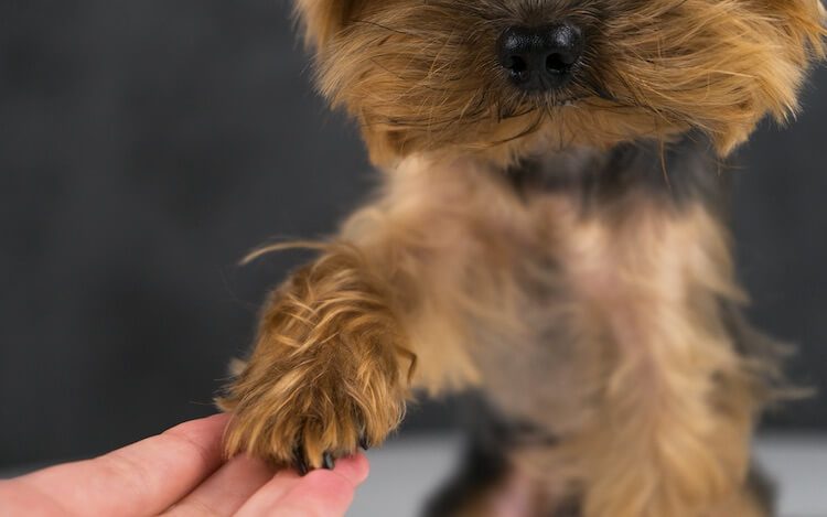 Yorkie Poodle Mix