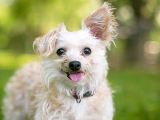 Yorkipoo Dog