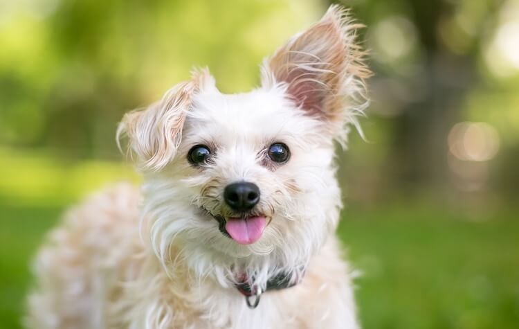 Yorkipoo Terrier Mix