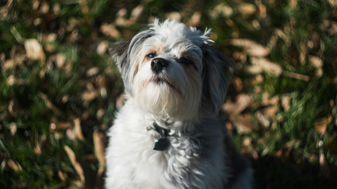 Australian Shepherd Shih Tzu Mix