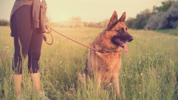 German Shepherd Colors: A Complete List Of All 13 ...