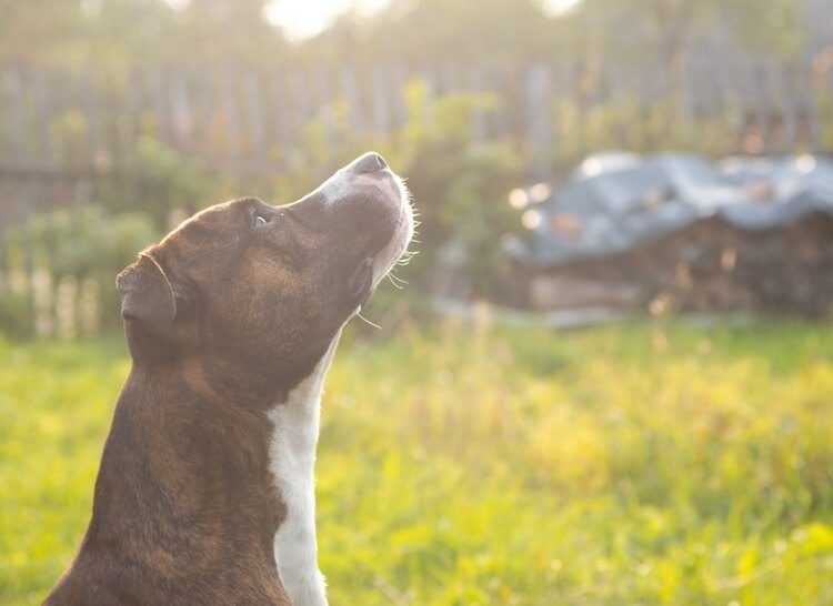 American Pitbull Terrier