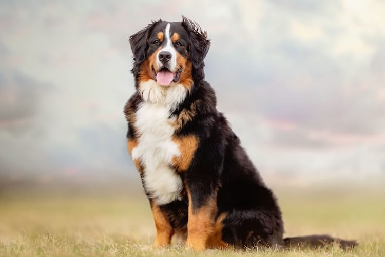 Appearance Of A Bernese Mountain Dog