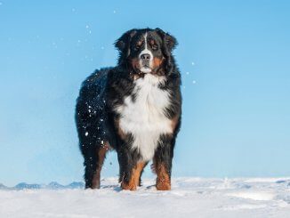 Bernese Mountain Dog Feature