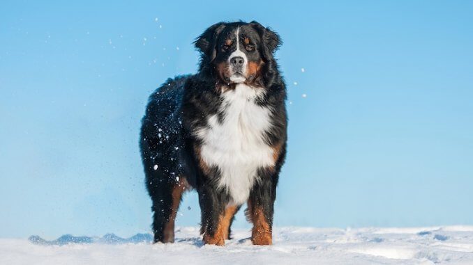 Bernese Mountain Dog Feature