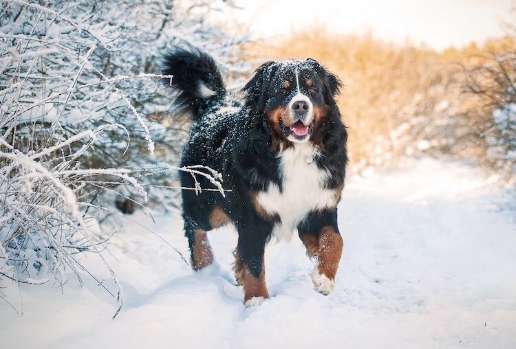 Bernese Mountain Dog In The Snow