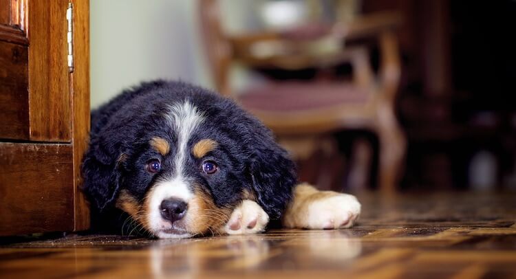 Bernese Mountain Dog Lying Down