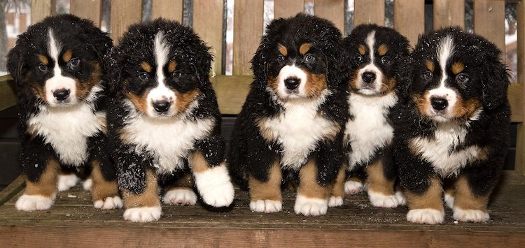 Bernese Mountain Dog Puppy