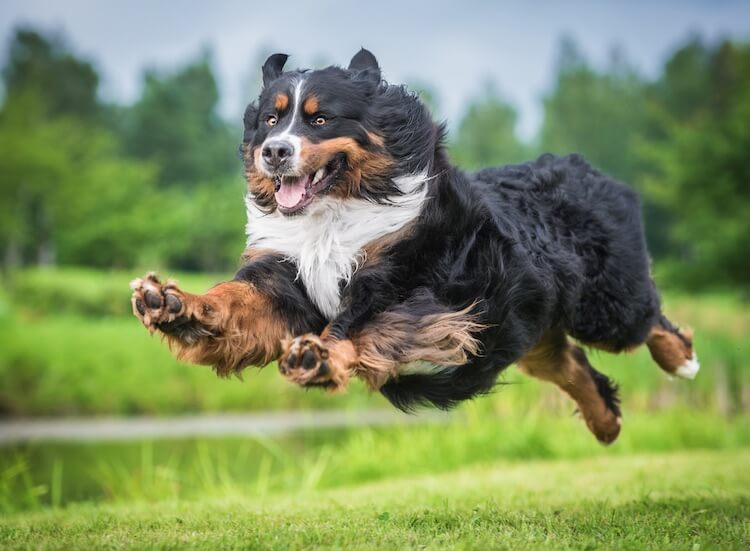 Bernese Mountain Dog Running