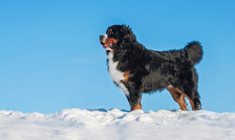 Bernese Mountain Dog