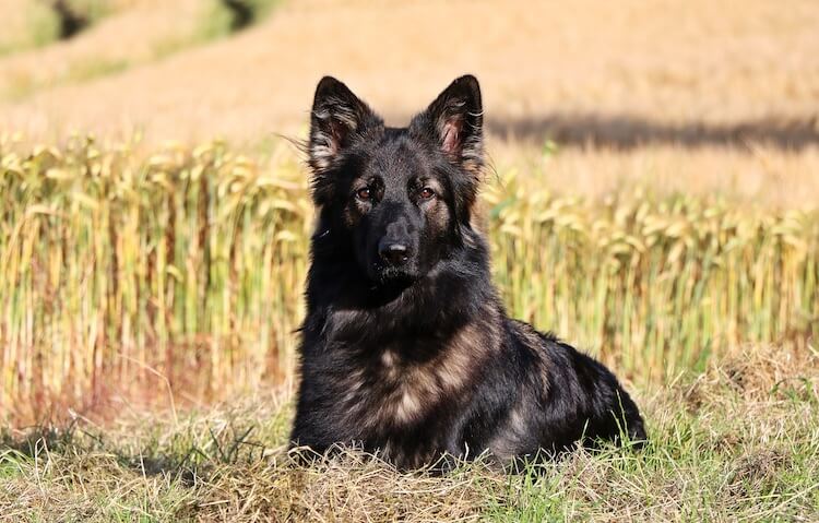 German Shepherd Colors: A Complete List Of All 13 Recognized Coat ...