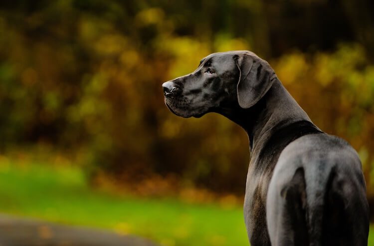 Black Great Dane