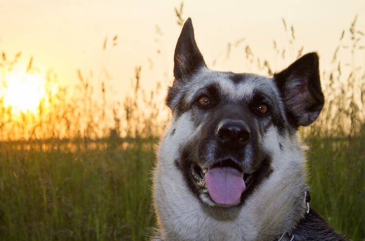 Black and Cream GSD