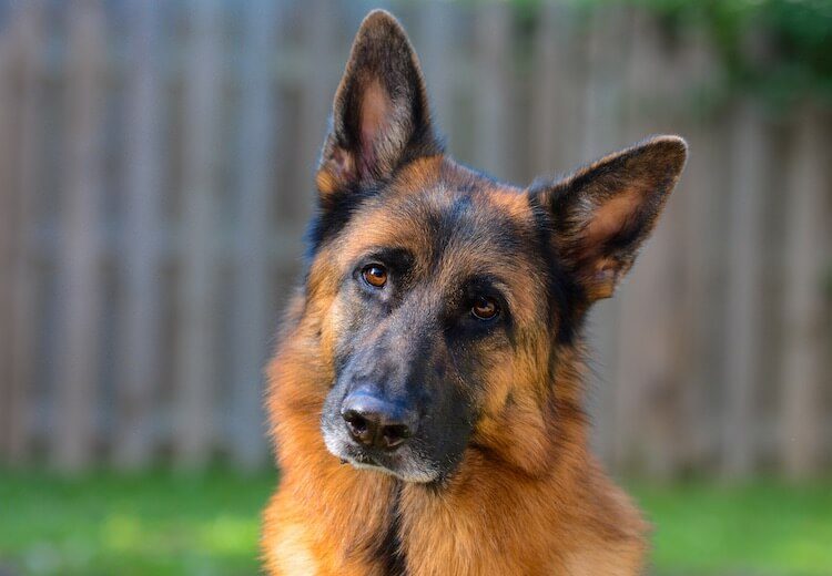 German shepherd triple coated shop