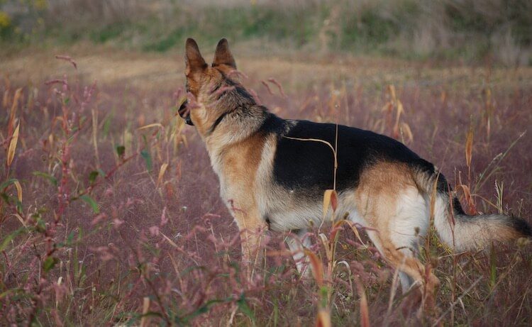 Black and Tan German Shepherd