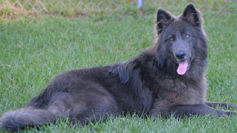 Blue-German-shepherd