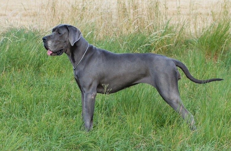 Blue Great Dane