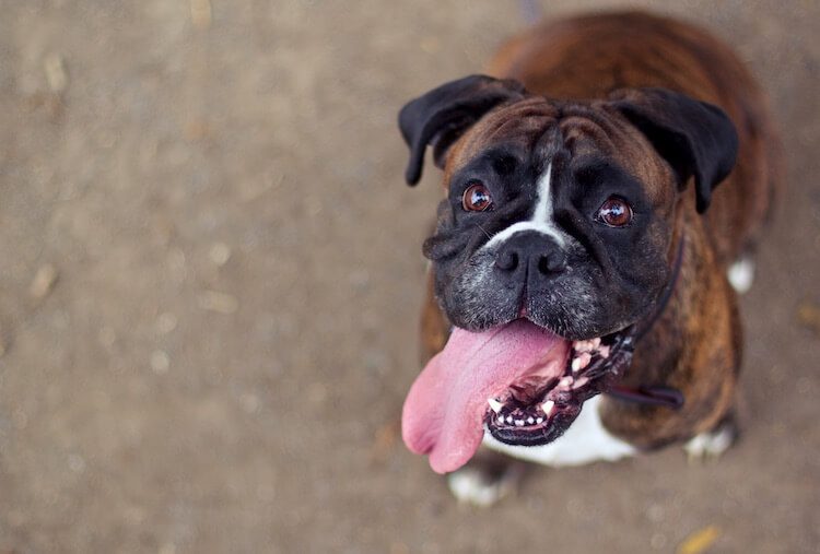 Brindle Boxer