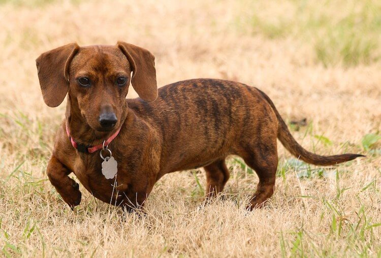 Brindle Dachshund Dog