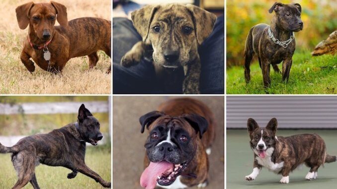 Are Brindle Dogs Rare