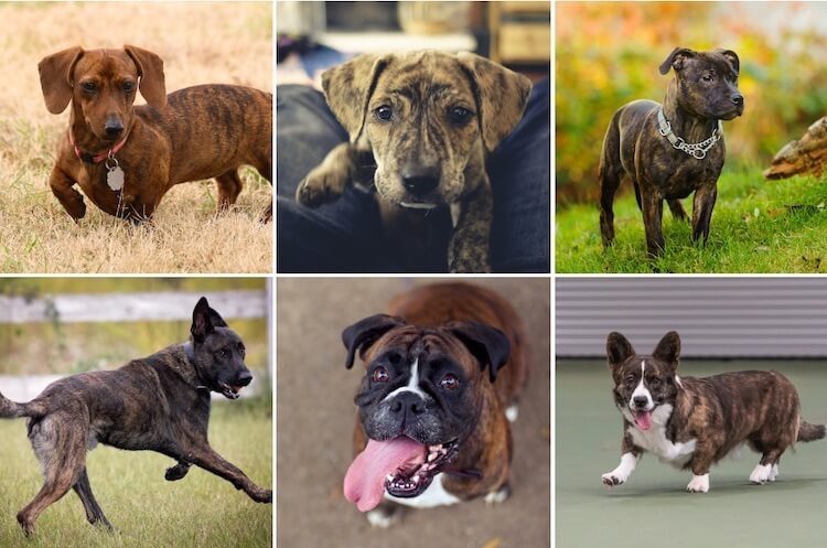 brindle fur dogs