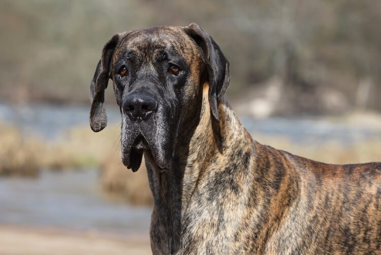 tan and black great dane