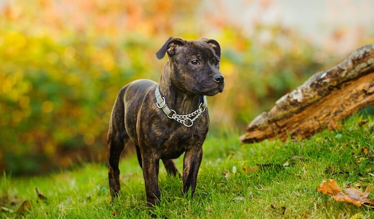 Brindle Staffordshire Bull Terrier Dog