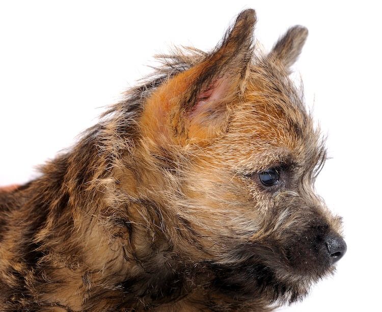 Cairn Terrier