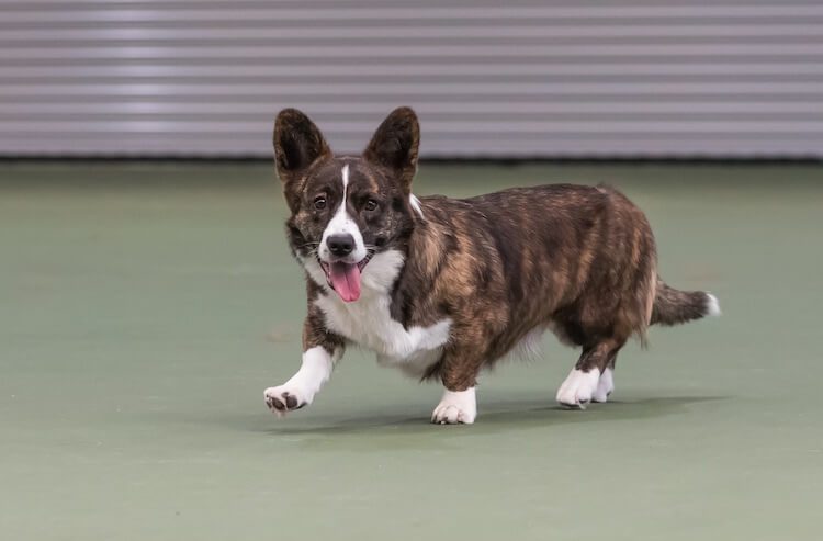 Cardigan Welsh Corgi