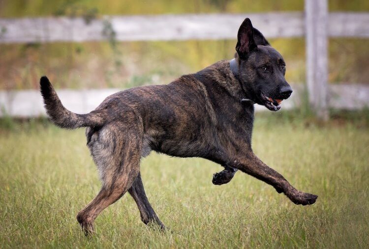 Dutch Shepherd