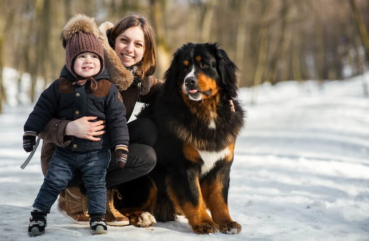 weight of a bernese mountain dog