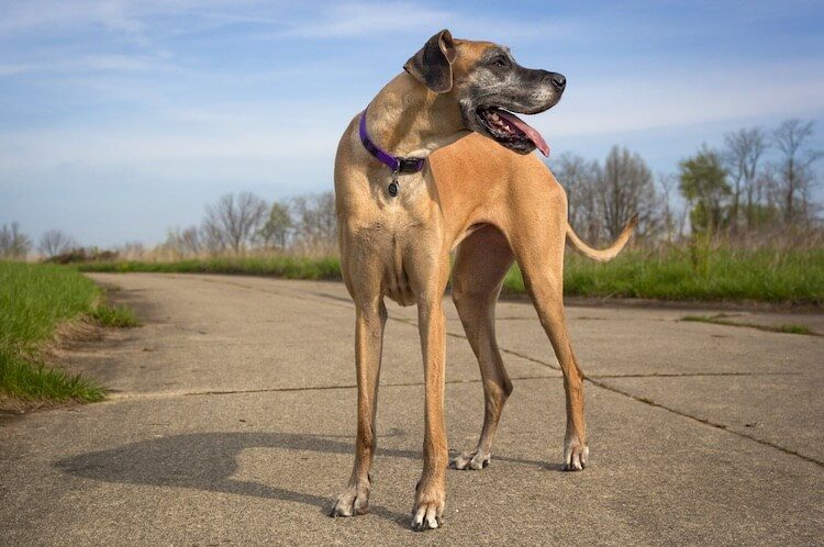 Fawn Great Dane