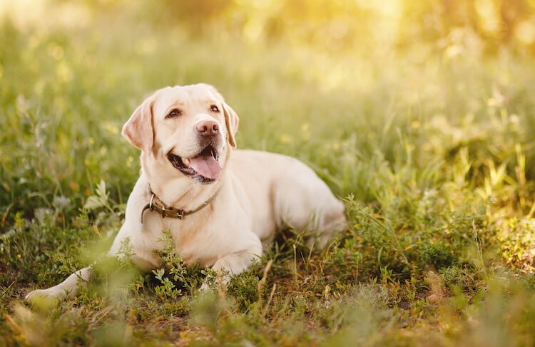 Female Labrador