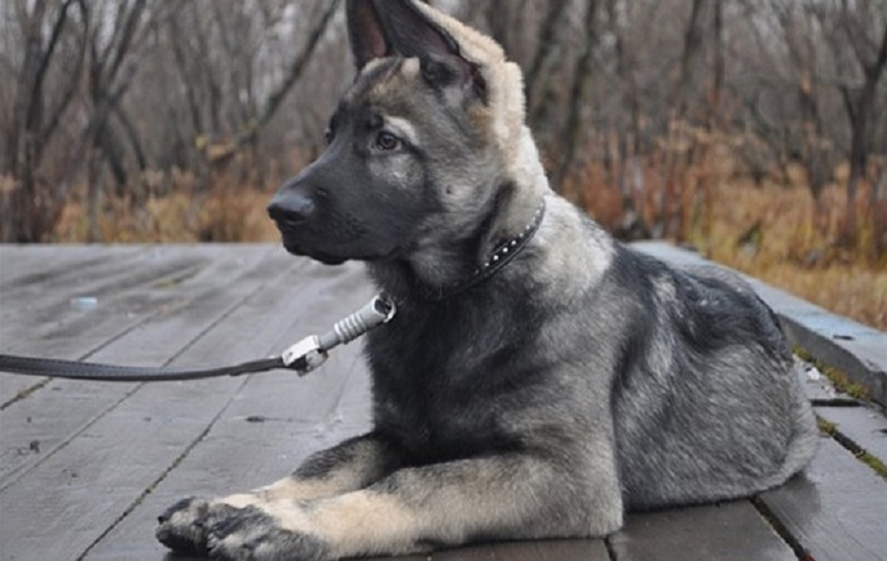 Gray-German-Shepherd