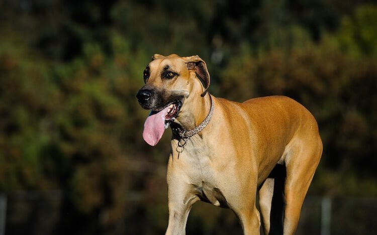 fawn and harlequin great dane breeding