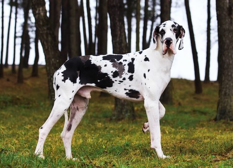 gray and black great dane