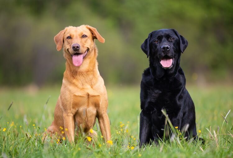 Labrador Dogs