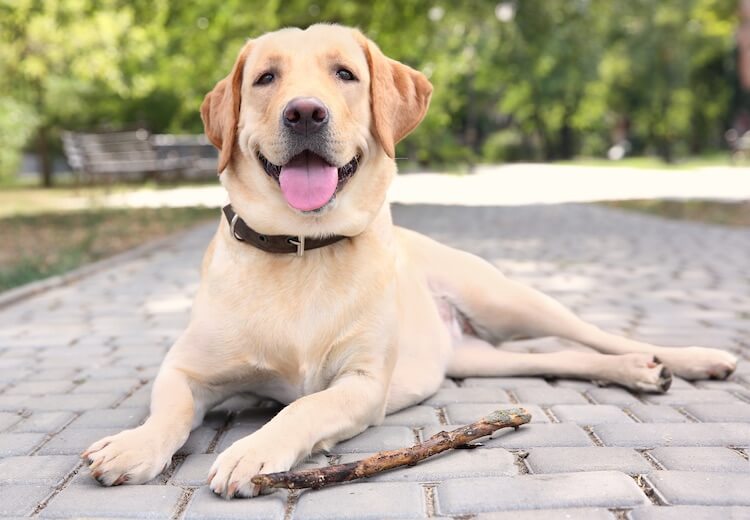 lebra female dog