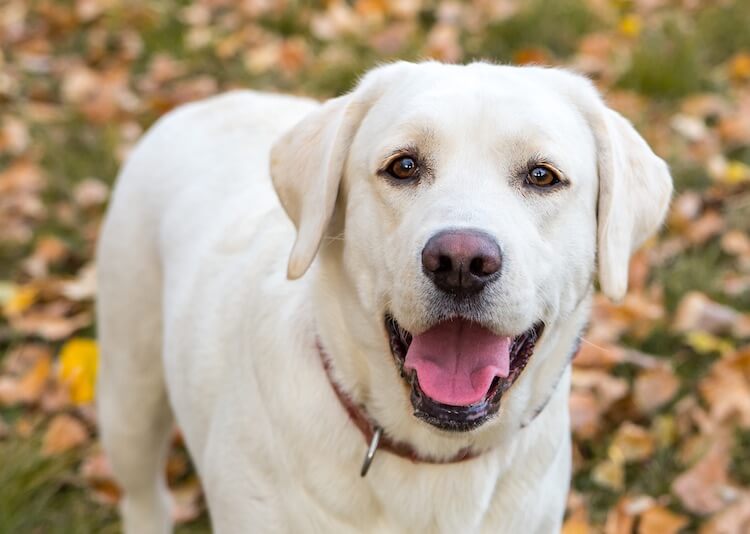 Labrador Portrait