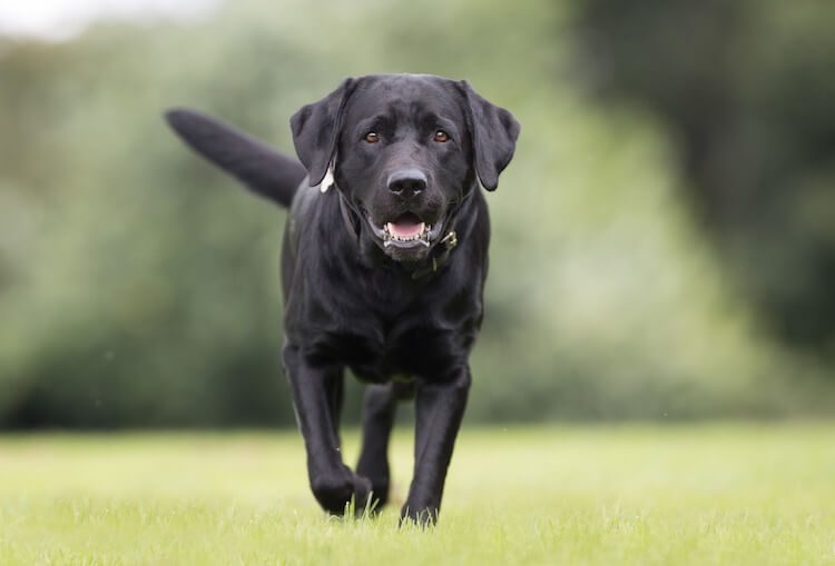 Male Labrador