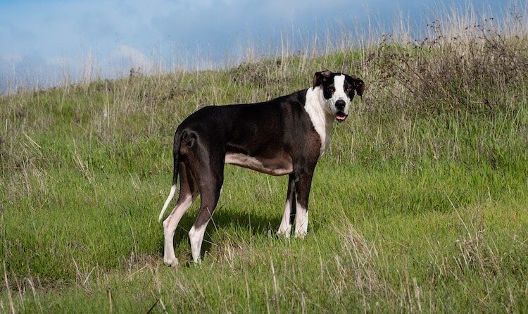 Mantle Great Dane