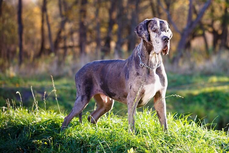 Merle Great Dane