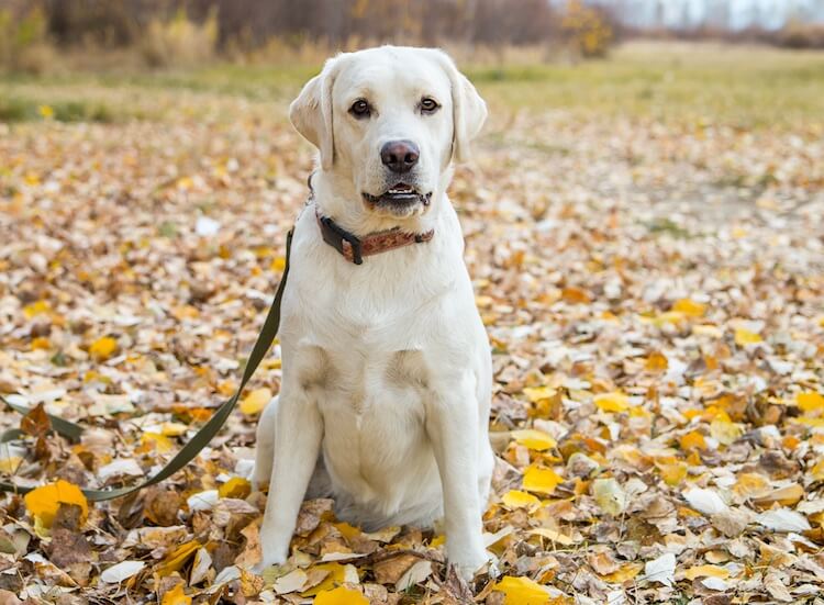 Names for Labs