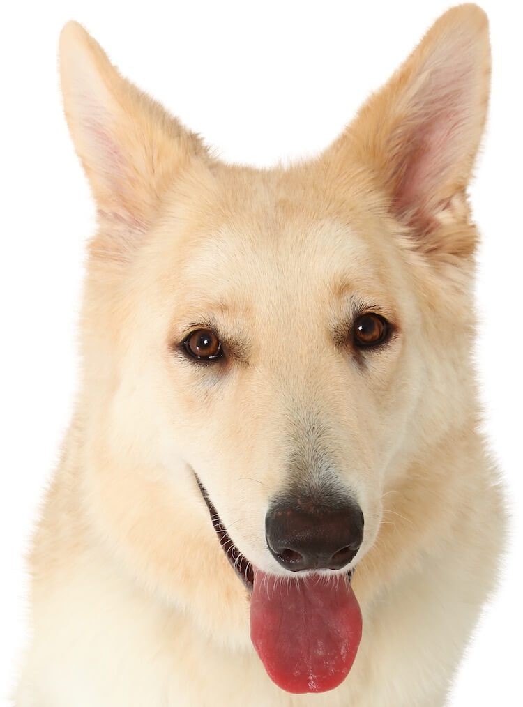 beige german shepherd