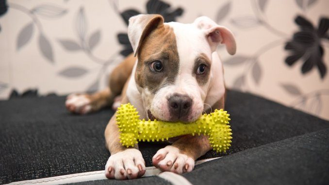 Pocket Pitbull Feature red nose