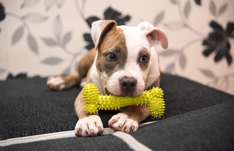 white pocket pitbull