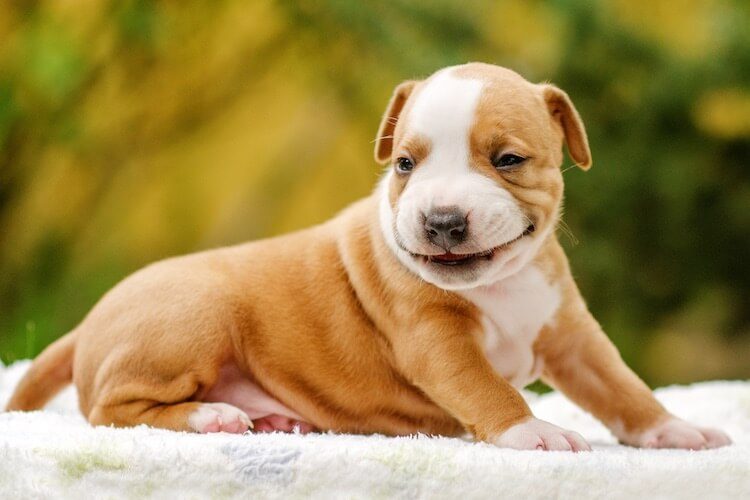 Pitbull small puppy shop