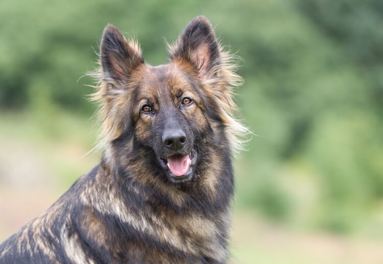 Sable German Shepherd