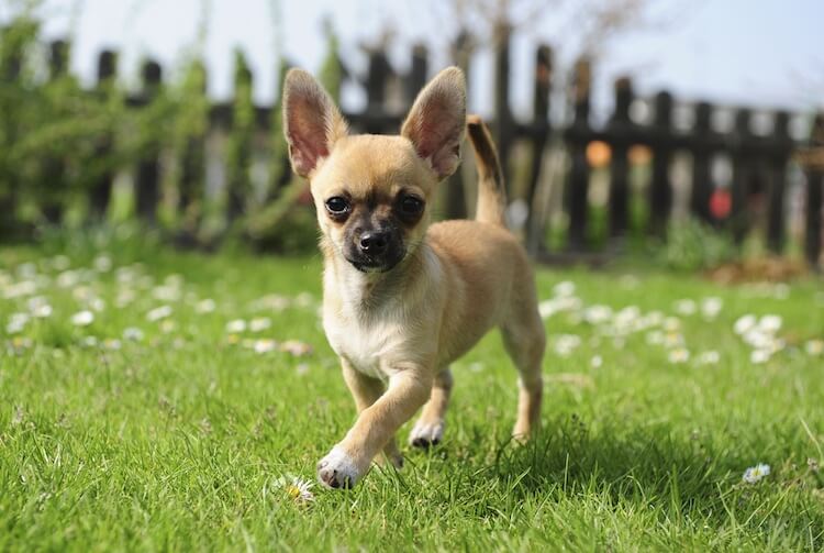 Short Haired Chihuahua