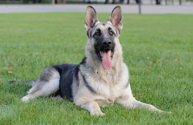 German Shepherd Colors: A Complete List 